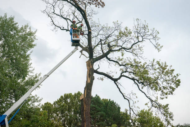 Best Residential Tree Removal  in Upper Greenwood Lake, NJ