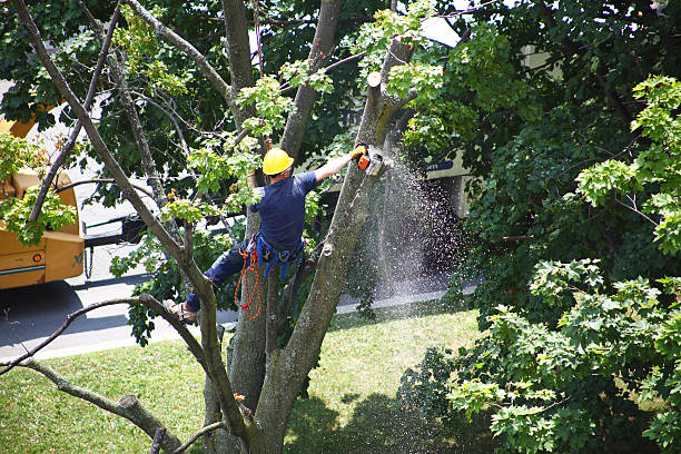 Best Stump Grinding and Removal  in Upper Greenwood Lake, NJ